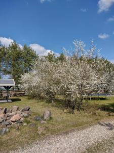 a tree with white flowers next to a picnic table at Kruszkanawierzbie in Kruszka