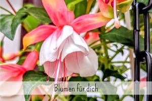 a picture of a pink flower with the words bitten furdain at Uhlpartment - Romantisches Apartment im Zentrum in Uelzen