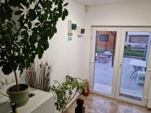 a living room with a potted plant and a sliding glass door at Tecoma Rooms Mamaia in Mamaia Sat/Năvodari