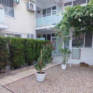 three potted plants in front of a building at Guest House Desi in Balchik