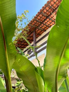 uma grande planta verde arborizada em frente a um telhado em Pousada Mawe em Paraty