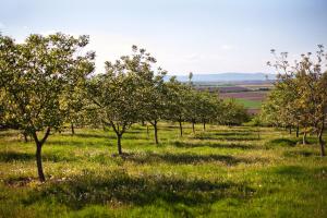 Φωτογραφία από το άλμπουμ του Dióliget - Zöld Dió Házikó σε Lovasberény +13 φωτογραφίες