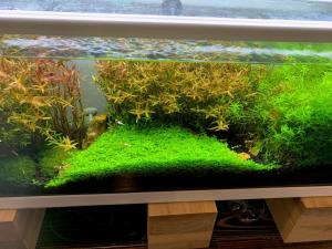 ein Aquarium mit grünem Moos und Pflanzen darin in der Unterkunft Shinjuku Miyabi Residence - Vacation STAY 94701 in Tokio