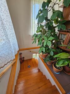 a staircase with potted plants next to a window at Tamari Guest House in Tʼelavi