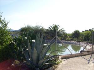 a cactus in front of a fence and a pond at Casa Trotamundos in Moratalla