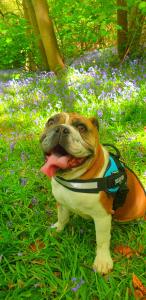 a dog sitting in the grass with its tongue at LILAC COTTAGE cabin in Swafield