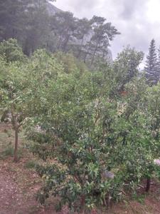 a group of apple trees in a field at VİLLAGE GARDEN APART in Kemer