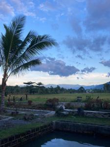 武吉拉旺的住宿－Sumatra Expedition Lodge，棕榈树和田野中的池塘