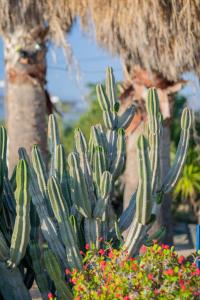 a cactus plant with flowers in a garden at Antonina Hotel in Agia Anna Naxos