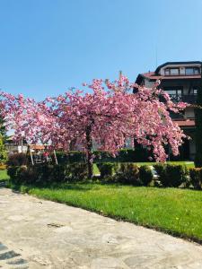 a pink flowering tree in front of a house at Evelina Palace Hotel in Bansko