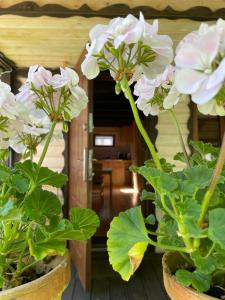 dos macetas con flores blancas en una habitación en Domek przy Rozpadlisku en Podgórzyn