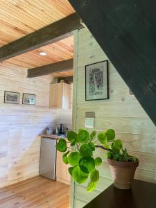 eine Küche mit einer Topfpflanze auf einem Tisch in der Unterkunft Domek przy Rozpadlisku in Podgórzyn