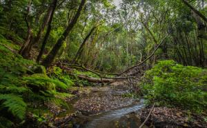 a stream in a lush green forest with trees at Apartamentos Charco del Conde in Valle Gran Rey