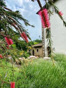 a tree with red flowers in front of a church at Relais Villa Baldelli in Cortona