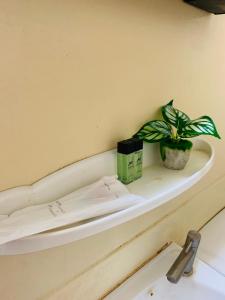 a plant sitting on a shelf next to a sink at For rent condo popular T8 fl8 in Thung Si Kan