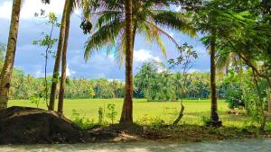 a group of palm trees with a field in the background at Susan Homestay in Batukaras