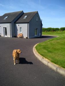 un chien debout au milieu d'une route devant une maison dans l'établissement luxury, à Ballyvoy