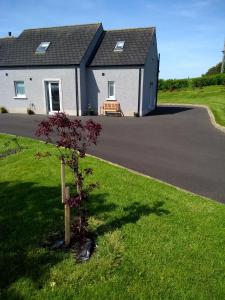 a house with a tree in front of a driveway at luxury in Ballyvoy