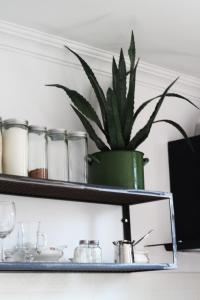 a potted plant sitting on a shelf with glasses at Wonderer House in Batumi's Old City in Batumi