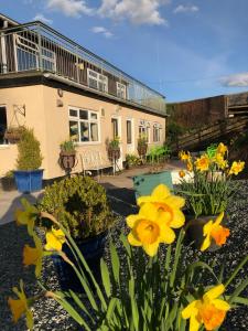 a garden with yellow flowers in front of a building at Black Mountain Family Room in Velindre