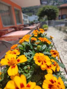 un mazzo di fiori gialli e arancioni su un balcone di Albergo Villa Mimosa a Torbole