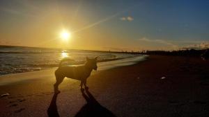 a dog standing on the beach at sunset at Spaces Bali Unique Boutique Hotel in Munggu
