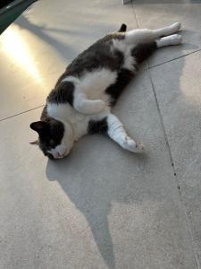 Fotografie z fotogalerie ubytování Villa Kitty Cat - 6 Pers. Piscine v destinaci Cassis