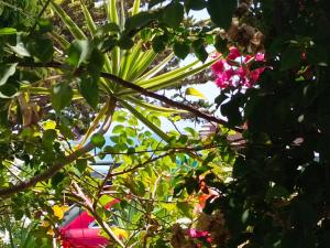a tree with pink flowers and green leaves at Apartamento a pie de playa con jardin privado in Rota