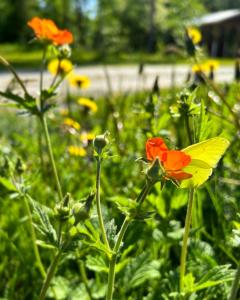 ケウルーにあるSuojelumetsän sylissä oleva talo lähellä vesistöjäの花畑の黄色・赤蝶