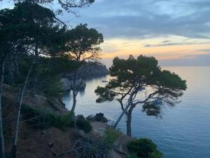 un grupo de árboles en una colina cerca del océano en Exclusive Location with direct access to the Sea, en Deià