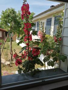 un arbusto de flores rojas sentadas en una ventana en Maison d'hôtes le clos de la Presle, Compostelle en Saint-Georges-Haute-Ville