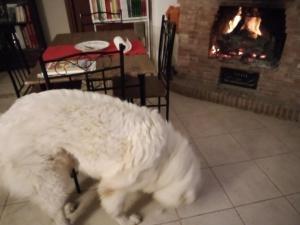 een witte hond die voor een open haard staat bij Etna Hiking House in Nicolosi