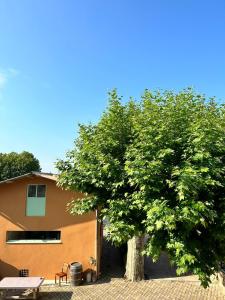 ein Baum vor einem Gebäude mit einer Bank in der Unterkunft Gîte l'atelier de Phil et Delfe in Sainte-Cécile-les-Vignes