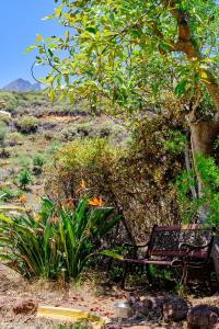 un banco sentado bajo un árbol en un campo en Tizziri rural en Santa Cruz de Tenerife