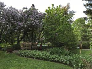 un jardín con flores púrpuras en la hierba en Stilvolle Ferienwohnung am Großen Garten, en Dresden