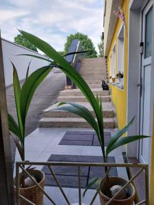 a plant sitting on the side of a building with stairs at Apartment im BOHO Stil nähe Salzburg in Freilassing