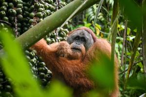 an orangutan hanging from a tree in the jungle at Sumatran Ethical Expeditions and Trekking in Bukit Lawang