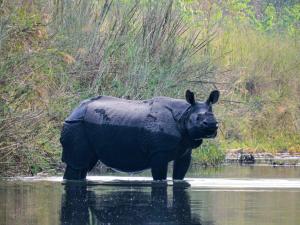 un rhinocéros noir debout dans l'eau dans l'établissement Bardia hostel, à Bhurkīā