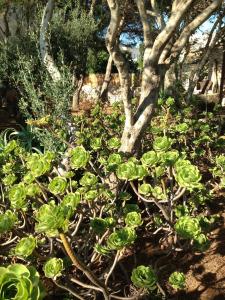 Ogród w obiekcie Villa Tina ai Piedi del Faro di Leuca