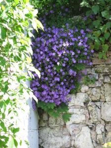 Ein Haufen lila Blumen an einer Steinmauer in der Unterkunft CHAMBRES D'HÔTES LA MADELEINE in Vienne-le-Château