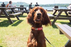 a dog on a leash standing next to a picnic table at The Windermere Rooms at The Wateredge Inn, Ambleside in Ambleside