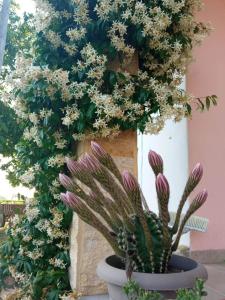 a plant in a pot with flowers on a wall at Villa Erasmia in Dhékarkhon