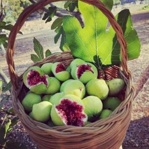 un panier rempli de pommes vertes dans un arbre dans l'établissement Dimora Aminidelo, à Maruggio