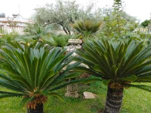 een groep palmbomen in een tuin bij Villa Falconara in Noto