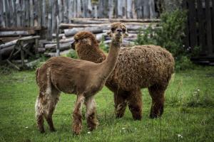 Zvieratá na farme alebo blízkom okolí