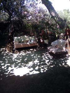 zwei Sofas und Stühle in einem Garten mit Bäumen in der Unterkunft Sous les pins in Villeneuve-lès-Avignon