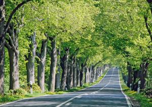 a road lemowany drzewami po obu stronach w obiekcie 3-Raum-Maisonette-Wohnung mit Südbalkon w mieście Blieschow