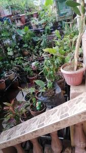 un groupe de plantes en pot sur une étagère en bois dans l'établissement Two-Hearts Dormitory, à Dagupan