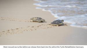 Deux tortues marchant sur le sable sur la plage dans l'établissement Jumeirah Al Naseem, à Dubaï
