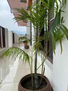 a palm plant in a pot in a courtyard at Sanskriti in Kotdwāra +4 photos